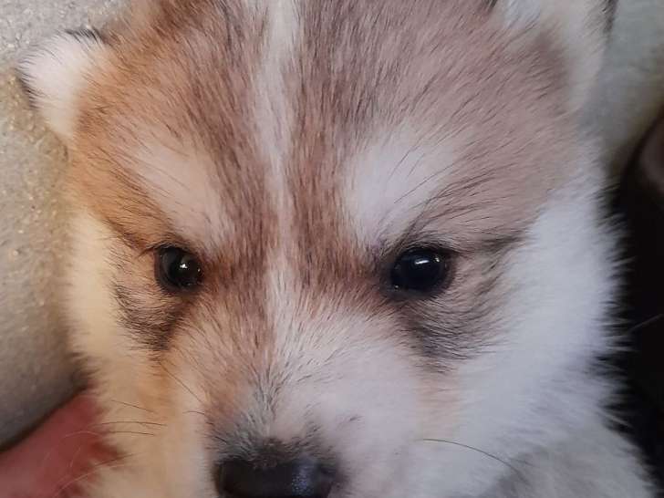 Chiots Husky Sibérien LOF à réserver