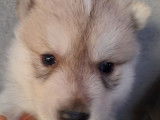 Chiots Husky Sibérien LOF à réserver