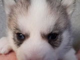 Chiots Husky Sibérien LOF à réserver