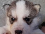 Chiots Husky Sibérien LOF à réserver