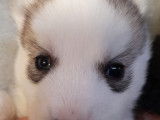 Chiots Husky Sibérien LOF à réserver
