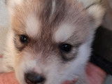 Chiots Husky Sibérien LOF à réserver