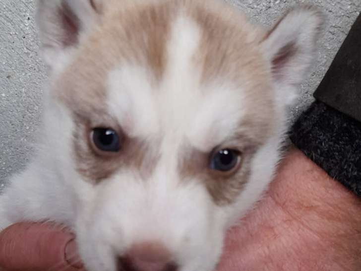 Chiots Husky Sibérien LOF à réserver