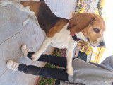 Recherche femelle Beagle pour saillie