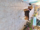 Recherche femelle Beagle pour saillie
