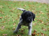 Chiots Chien d'Arrêt Allemand à Poil Dur à vendre