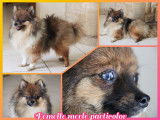 Magnifique chiot femelle Poméranien à vendre