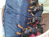 Chiot Pinscher Nain à vendre