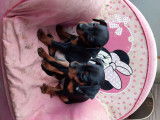 Chiot Pinscher Nain à vendre