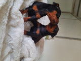 Chiot Pinscher Nain à vendre