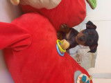 Chiot Pinscher Nain à vendre