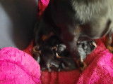 Chiot Pinscher Nain à vendre