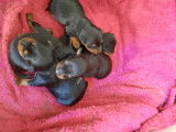 Chiot Pinscher Nain à vendre