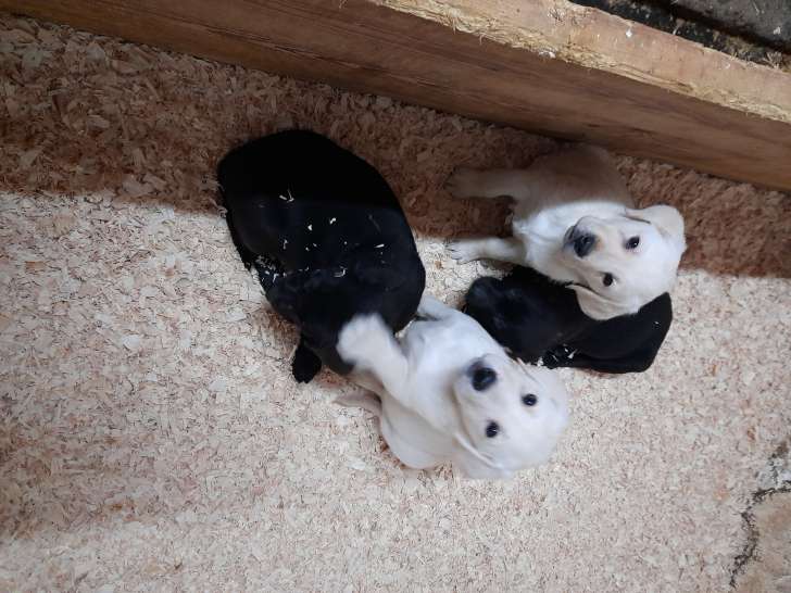 Chiots de race Labrador Retriever à vendre (3 femelles & 8 mâles)