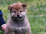 Chiots Shiba Inu LOF à réserver