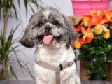 Shih Tzu disponible pour saillie