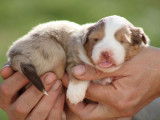 Chiots Berger Australien LOF à réserver