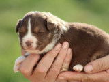 Chiots Berger Australien LOF à réserver