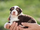 Chiots Berger Australien LOF à réserver