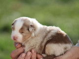 Chiots Berger Australien LOF à réserver