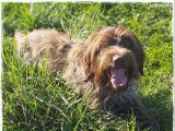 Un chien Griffon Korthals marron LOF disponible pour saillie