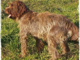 Un chien Griffon Korthals marron LOF disponible pour saillie