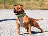 Chien mâle Staffordshire Bull Terrier roux LOF disponible pour saillie