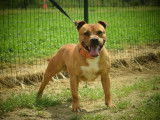 Chien mâle Staffordshire Bull Terrier roux LOF disponible pour saillie