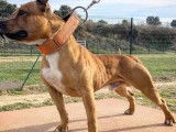 Chien mâle Staffordshire Bull Terrier roux LOF disponible pour saillie