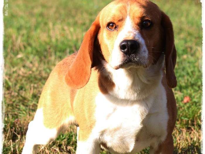 Un chien Beagle tricolore LOF prêt pour saillie