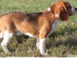 Un chien Beagle tricolore LOF prêt pour saillie