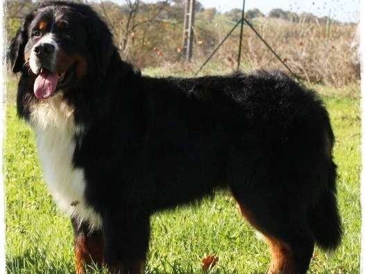 Saillie avec ce chien Bouvier Bernois noir et blanc LOF Petite