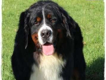 Saillie avec ce chien Bouvier Bernois noir et blanc LOF Petite