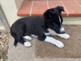 Chiot Border Collie mâle non LOF à vendre
