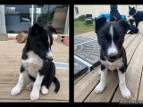 Chiot Border Collie mâle non LOF à vendre