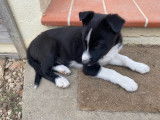 Chiot Border Collie mâle non LOF à vendre