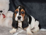 Disponibles pour achat, 2 chiots Basset Hound tricolores LOF