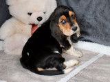 Disponibles pour achat, 2 chiots Basset Hound tricolores LOF
