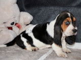 Disponibles pour achat, 2 chiots Basset Hound tricolores LOF