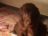 À vendre 8 chiots LOF Flat Coated Retriever