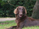 À vendre 8 chiots LOF Flat Coated Retriever