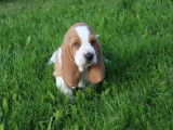 Chiot Basset Hound femelle à vendre