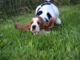 Chiot Basset Hound femelle à vendre