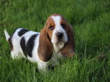 Chiot Basset Hound femelle à vendre