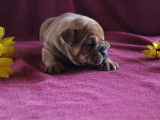 Chiots Bulldog Continental LOF à réserver