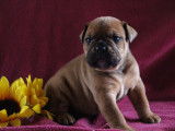 Chiots Bulldog Continental LOF à réserver