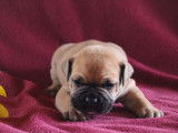 Chiots Bulldog Continental LOF à réserver