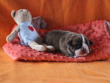 Chiots Bulldog Continental LOF à réserver