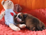 Chiots Bulldog Continental LOF à réserver