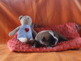 Chiots Bulldog Continental LOF à réserver
